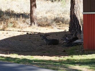 Deer Resting by Cabins