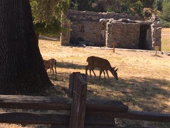 Deer grazing through the park