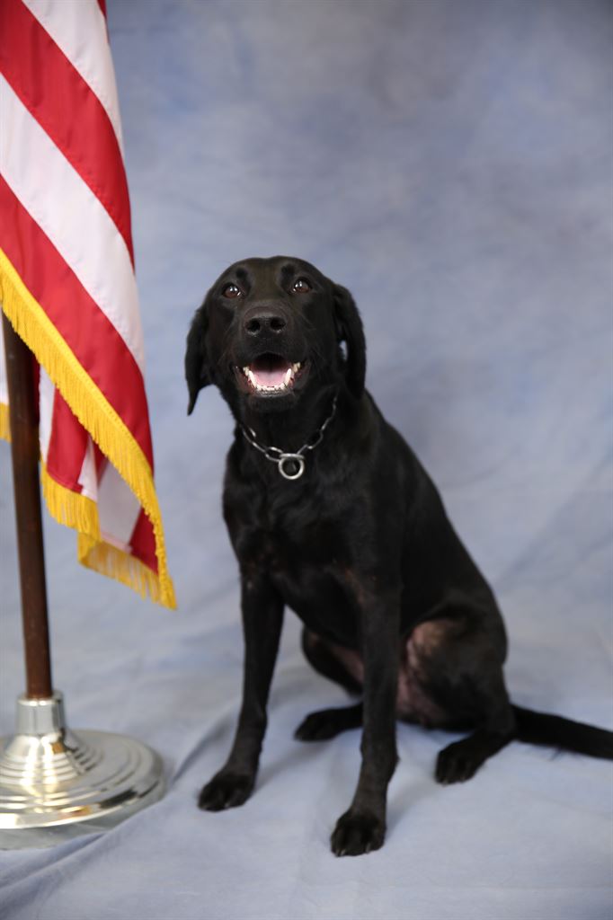 K9 Bailey 